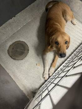 BENJAMIN -  Labrador Retriever and Beagle Dog for Adoption in Tallahassee, Florida - BENJAMIN | PetCurious