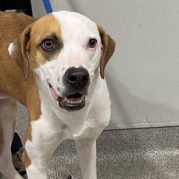 Floyd -  Terrier Dog for Adoption in Tampa, Florida - Floyd | PetCurious