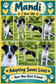 Mandi -  Boxer and Terrier Dog for Adoption in Jackson, Tennessee - Mandi | PetCurious