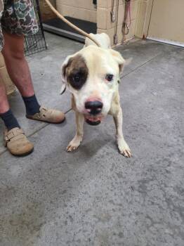 Marshall -  Pit Bull Terrier Dog for Adoption in Swainsboro, Georgia - Marshall | PetCurious