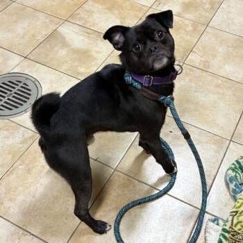 Norman Bates (mcas) -  Pug and Chihuahua Dog for Adoption in Troutdale, Oregon - Norman Bates (mcas) | PetCurious