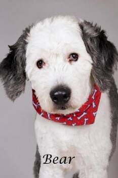 Bear -  Old English Sheepdog Dog for Adoption in Gilbert, Arizona - Bear | PetCurious
