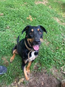 Gimp -  Rottweiler Dog Available for Adoption in Fayetteville, Arkansas - Gimp | PetCurious