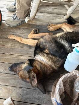 Cruiser -  German Shepherd Dog Dog for Adoption in Little Rock, Arkansas - Cruiser | PetCurious