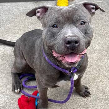 Mixed Breed Dogs Available for Adoption in Wheeling, Illinois - Cullen | PetCurious