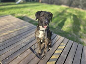 Labrador Retriever and Mixed Breed Dogs Available for Adoption in Omaha, Nebraska - ZUKO | PetCurious
