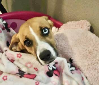 Rescue Catahoula Leopard Dog and Labrador Retriever Dogs for Adoption in Austin, Texas - Buttercup | PetCurious