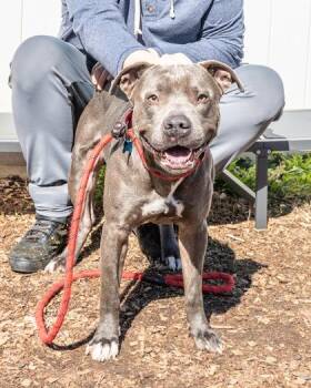 Mixed Breed Dogs Available for Adoption in Chamblee, Georgia - Root Beer | PetCurious