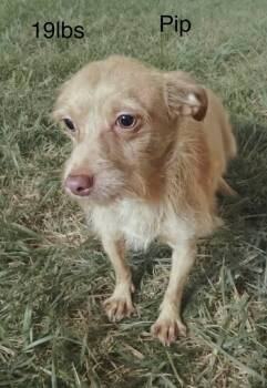 Pip -  Chihuahua and Mixed Breed Dog for Adoption in Severance, Colorado - Pip | PetCurious