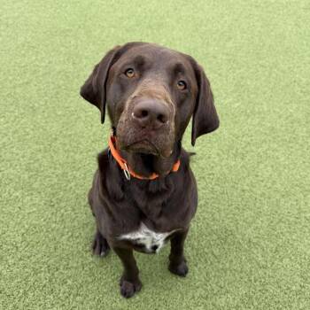 Chocolate Labrador Retriever Dogs Available for Adoption in Cody, Wyoming - Toot | PetCurious