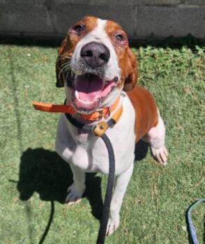 Gunner -  Redbone Coonhound Dog for Adoption in Sedalia, Colorado - Gunner | PetCurious