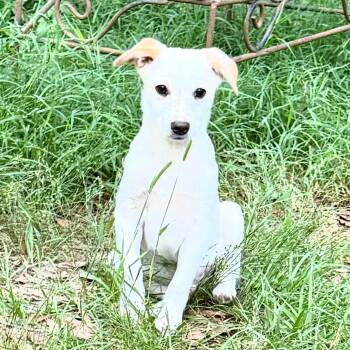 Labrador Retriever Dogs Available for Adoption in Semmes, Alabama - Hitch  | PetCurious