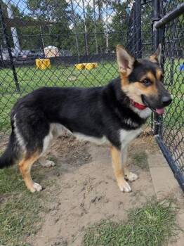 Bingo -  German Shepherd Dog and Mixed Breed Dog for Adoption in Conway, South Carolina - Bingo | PetCurious