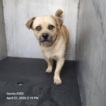 Scottish Terrier Dogs Available for Adoption in San Antonio, Texas - WANOO | PetCurious