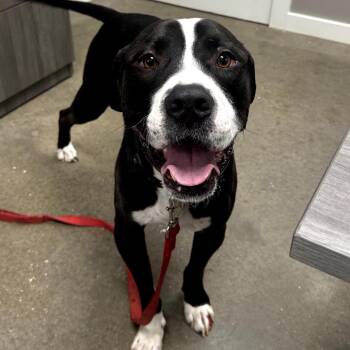 Labrador Retriever and Pit Bull Terrier Dogs Available for Adoption - Harold | PetCurious