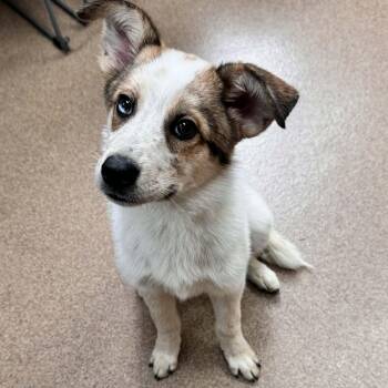 Australian Cattle Dog Blue Heeler Dogs Available for Adoption in Waterloo, Iowa - Fawn | PetCurious