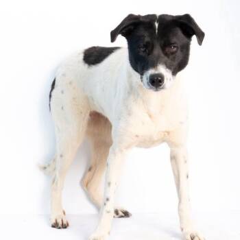 Mixed Breed Dogs Available for Adoption in Alabaster, Alabama - Georgia | PetCurious