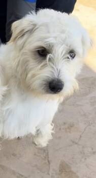 Maltese Dogs Available for Adoption in San Diego, California - Milo | PetCurious