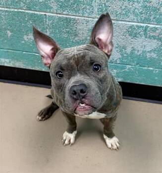 Mixed Breed Dogs Available for Adoption - Cardio | PetCurious