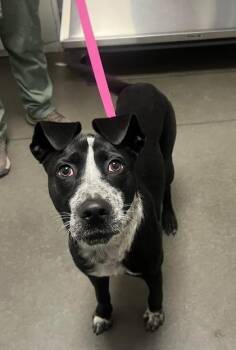 Bandit -  Border Collie and Mixed Breed Dog for Adoption in Fresno, California - Bandit | PetCurious