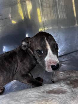 Mixed Breed Dogs Available for Adoption in Dallas, Texas - DOMINO | PetCurious