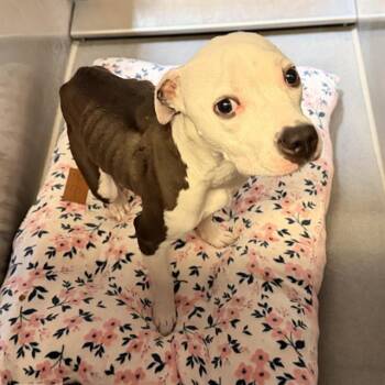 PEBBLE -  Pit Bull Terrier Dog for Adoption in Modesto, California - PEBBLE | PetCurious