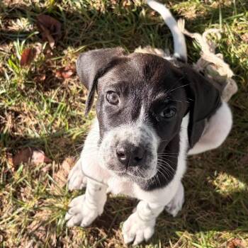 Acadia -  Mixed Breed Dog for Adoption in Fredericksburg, Virginia - Acadia | PetCurious