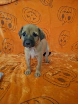 Rescue Pit Bull Terrier Dogs for Adoption in Dover, Arkansas - Duke | PetCurious