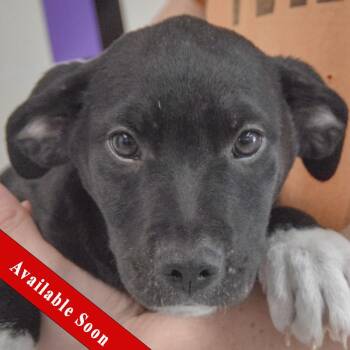 Border Collie and Australian Cattle Dog Blue Heeler Dogs Available for Adoption in Huntley, Illinois - Mango | PetCurious