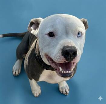 Mixed Breed Dogs Available for Adoption - JELLY BEAN | PetCurious