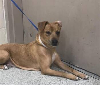 Labrador Retriever and Mixed Breed Dogs Available for Adoption in Conroe, Texas - A427826 | PetCurious