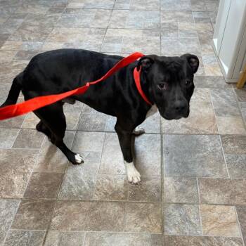 Pit Bull Terrier and Mixed Breed Dogs Available for Adoption - Boots | PetCurious