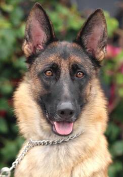 Rescue German Shepherd Dog Dogs for Adoption in Los Angeles, California - *Kiki Von Kleve | PetCurious