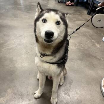 Dyson -  Husky Dog Available for Adoption in Tampa, Florida - Dyson | PetCurious