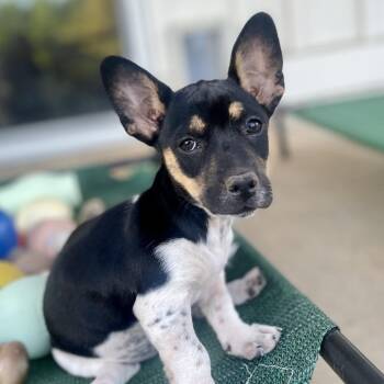 Corgi and Terrier Dogs Available for Adoption in Fayetteville, Georgia - Nancy Drew | PetCurious