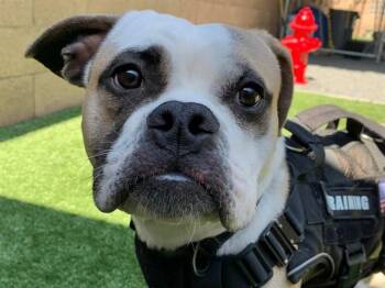 CARTER -  American Bulldog and Mixed Breed Dog for Adoption in Moreno Valley, California - CARTER | PetCurious