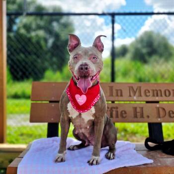 Moxie -  Mixed Breed Dog for Adoption in Port Charlotte, Florida - Moxie | PetCurious