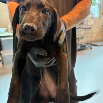 Smore -  Mixed Breed Dog for Adoption in Huntington, West Virginia - Smore | PetCurious