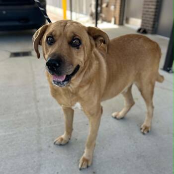 Buddy -  Yellow Labrador Retriever Dog for Adoption in Manchester, Tennessee - Buddy | PetCurious
