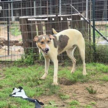 Phoenix -  Catahoula Leopard Dog and Mixed Breed Dog for Adoption in Dover, Arkansas - Phoenix | PetCurious