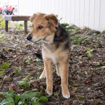 Hack -  Collie and Mixed Breed Dog for Adoption in Mckean, Pennsylvania - Hack | PetCurious