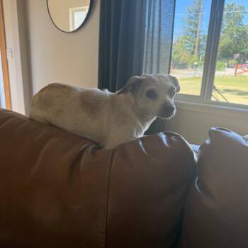 Indie -  Chihuahua and Mixed Breed Dog Available for Adoption in Sacramento, California - Indie | PetCurious