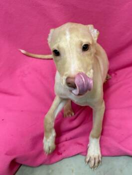 Bulldog Dogs Available for Adoption - Almond | PetCurious