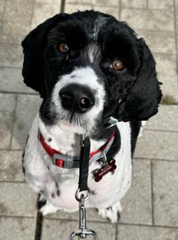 Moose -  Cavachon Dog for Adoption - Moose | PetCurious