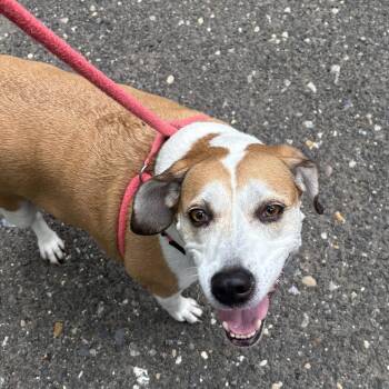 Skyler -  Beagle and Coonhound Dog for Adoption in Penns Grove, New Jersey - Skyler | PetCurious