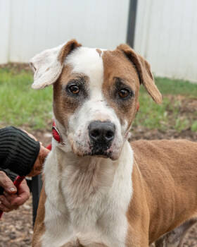 Rescue Mixed Breed Dogs for Adoption in Chamblee, Georgia - Huntsmith | PetCurious