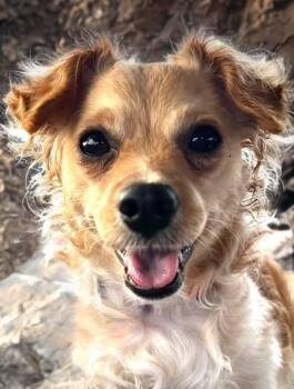 Donnie -  Chihuahua and Dachshund Dog for Adoption in Las Vegas, Nevada - Donnie | PetCurious