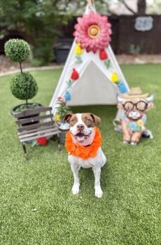Helga -  American Staffordshire Terrier Dog for Adoption in Mico, Texas - Helga | PetCurious