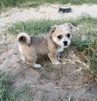 Sunny -  Shih Poo and Schnoodle Dog for Adoption in San Antonio, Texas - Sunny | PetCurious