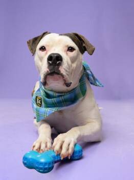Saver -  Mixed Breed Dog Available for Adoption in Atlanta, Georgia - Saver | PetCurious